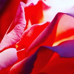 Close-up of pink flower