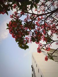 Low angle view of flowering tree by building against sky