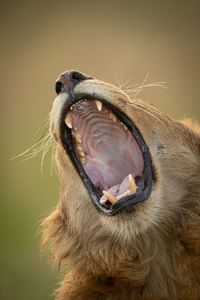 Close-up of open mouth of yawning lion