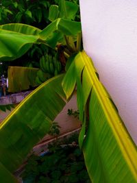 Close-up of green leaf on plant