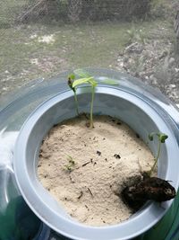 High angle view of potted plant in container