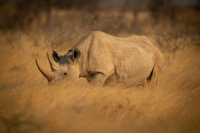 Black rhino walks through grass in sunshine