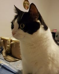 Close-up of a cat looking away