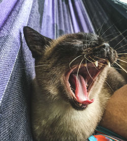 Close-up of cat yawning