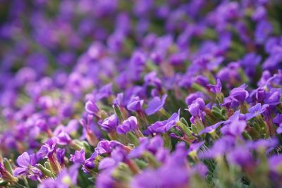 Close-up of purple crocus flowers