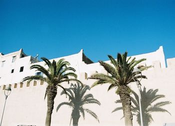 Low angle view of palm trees against clear blue sky