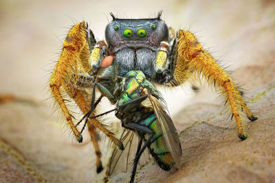 Close-up of spider