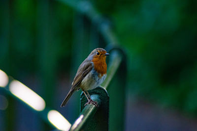 Close-up of bird perching