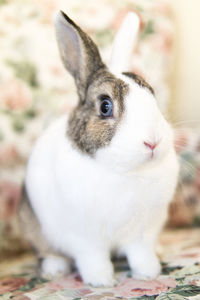 Rabbit on couch