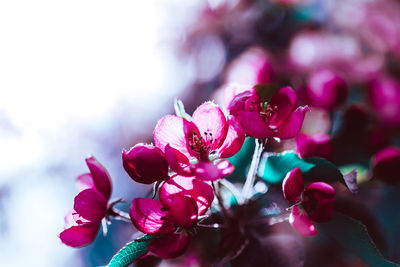 Close-up of pink flowering plant