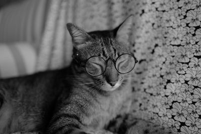 Close-up portrait of tabby cat