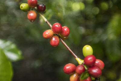 Raw coffee (coffee cherry) plant, central america