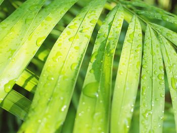 Close-up of wet green leaves during rainy season