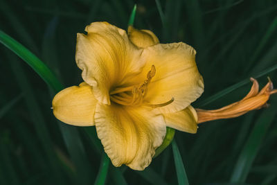 Summertime garden with a yellow daylily sprouting