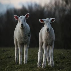 Portrait of sheep