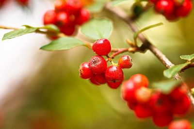 Close-up of red berries growing on tree