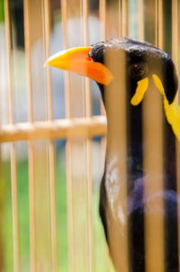 Close-up of bird in cage