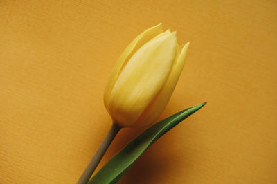 Close-up of yellow tulip on table