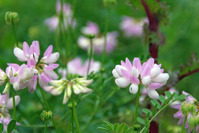 Close-up of pink flowering plants