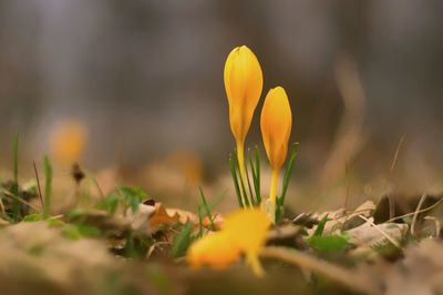 Close-up of yellow crocus flower on field