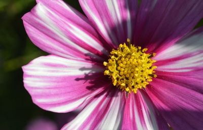 Close-up of pink flower