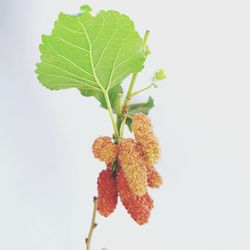 Close-up of plant against white background