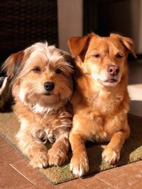 Portrait of dogs sitting on floor