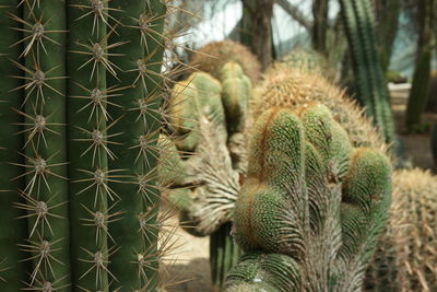 Close-up of succulent plant