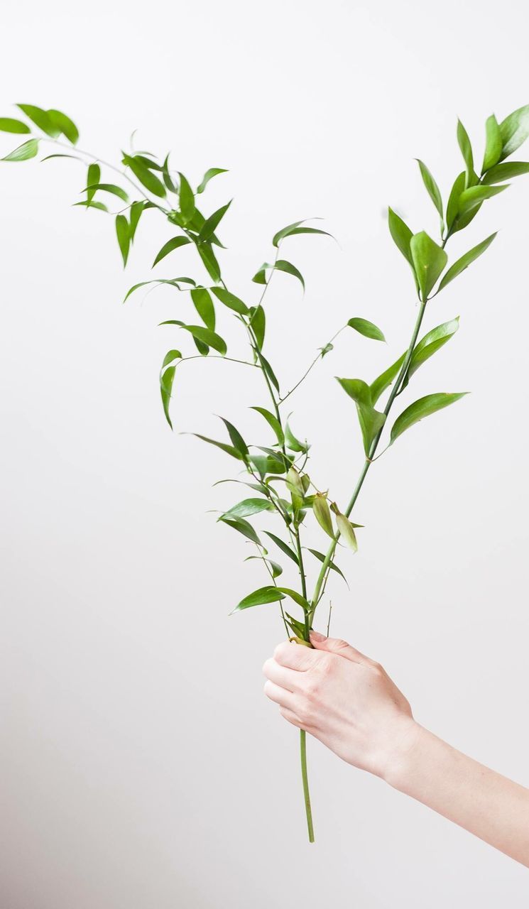 PERSON HOLDING PLANT AGAINST WHITE BACKGROUND