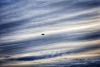 Low angle view of silhouette bird flying against sky