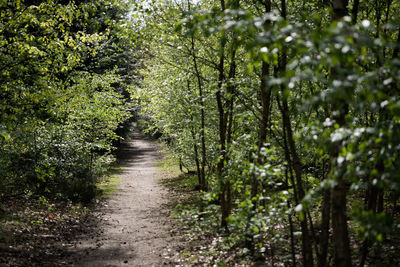 Footpath amidst trees in forest