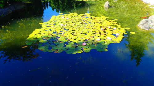 Water lily in lake