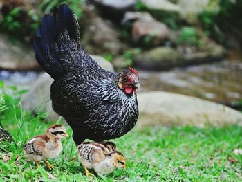 Close-up of rooster on field