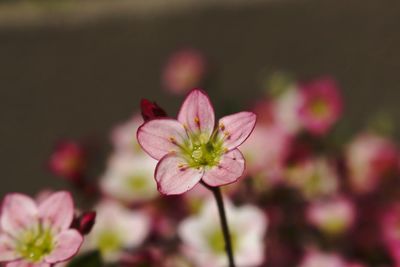 Close-up of pink flowering plant