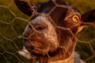 Close-up of goat in a sunset