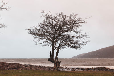 Bare tree on landscape against clear sky