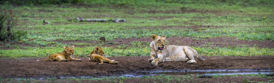 Lioness sitting with cubs on land