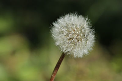 Close-up of dandelion flower