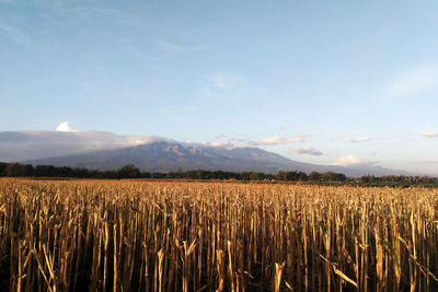 Scenic view of field against sky