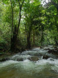 Stream flowing amidst trees in forest