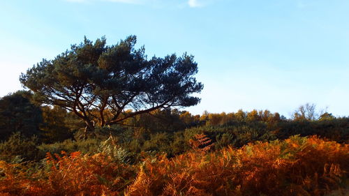 Low angle view of tree against sky