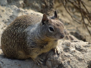 Close-up of squirrel on rock