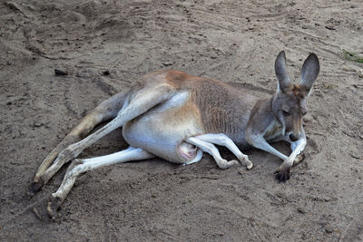 Kangaroo, caversham wildlife park, perth, australia