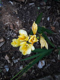 Close-up of yellow flower blooming in field