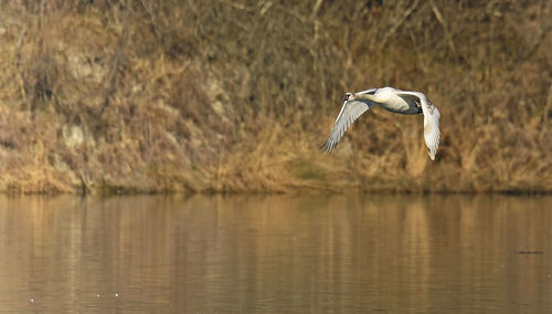 Seagull flying over lake