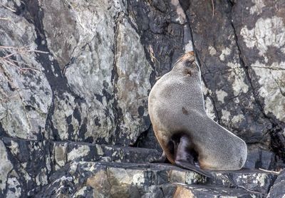 Close-up of sea lion on rock