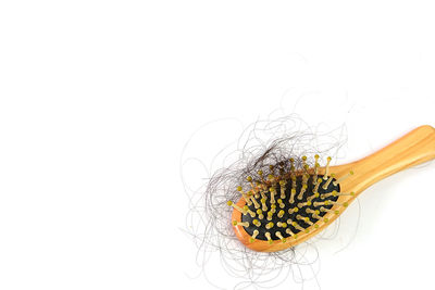 Close-up of plant against white background