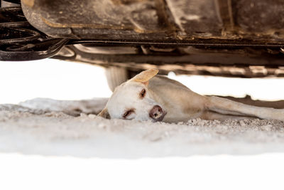 Portrait of a dog lying down