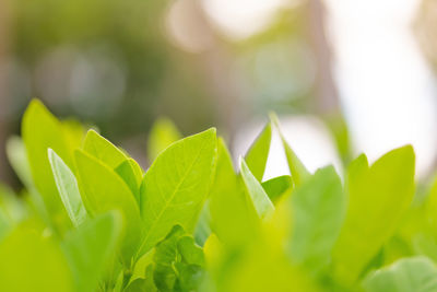 Close-up of fresh green leaves