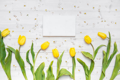 High angle view of yellow and white flowers on table